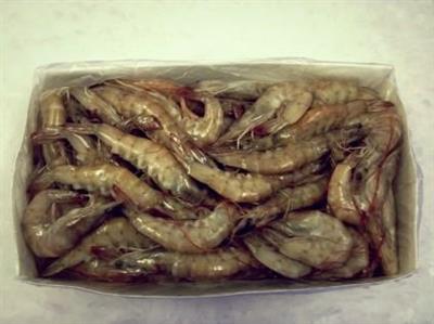 GAMBERI CUBA 80/100 SELV/MARE 0%.KG10 C.