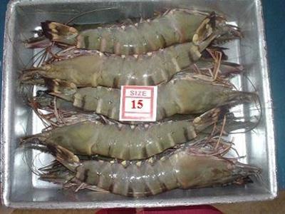 GAMBERI ECUADOR 10/15 30% K12 C.