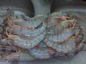GAMBERI NIGERIA BORDO N1 10/20 6X2KG