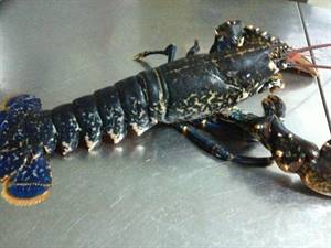 ASTICI BLU EUROPEO FAO27 PescatoAtlanticoNordEst