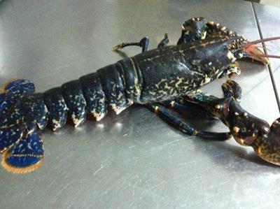 ASTICI BLU EUROPEO FAO27 PescatoAtlanticoNordEst