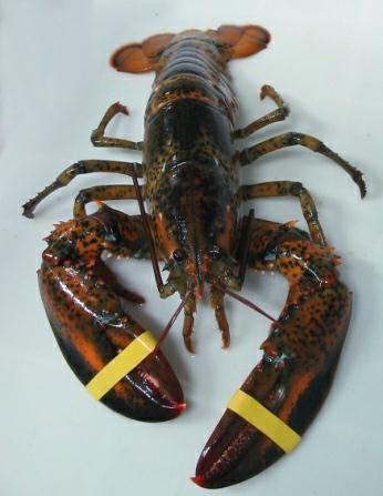 ASTICI VIVI CANADA 400/600 (W) FAO21 Homarus americanus