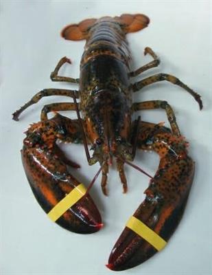 ASTICI VIVI CANADA 400/600 (W) FAO21 Homarus americanus