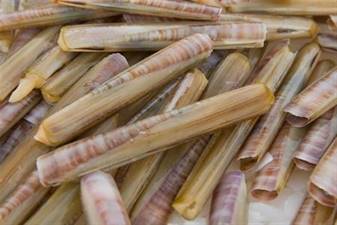 CANNOLICCHI PAESANI FAO37      ENSIS ENSIS - DRAGHE