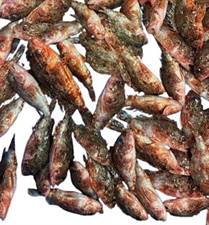 SCORFANETTI PER ZUPPA (Scorpaena Scrofa) Spagna