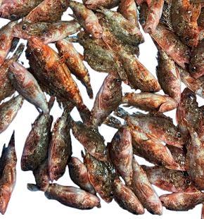 SCORFANETTI PER ZUPPA (Scorpaena Scrofa) Spagna