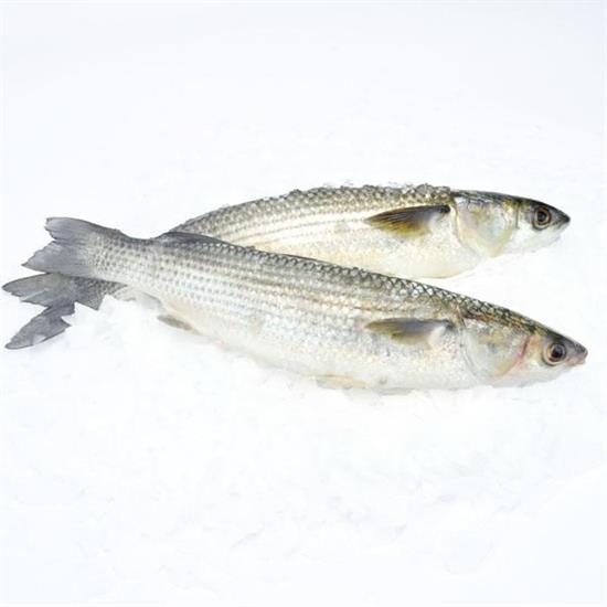CEFALO 300/500 (Mugil cephalus) Pescato Italia