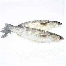 CEFALO 300/500 (Mugil cephalus) Pescato Italia