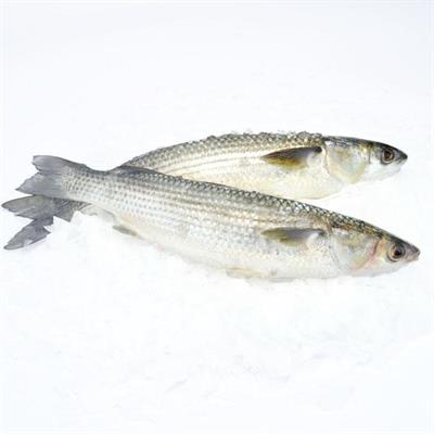CEFALO 300/500 (Mugil cephalus) Pescato Italia
