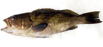 CERNIA GIALLA (Epinephelus Marginatus) Pesc. FAO 34