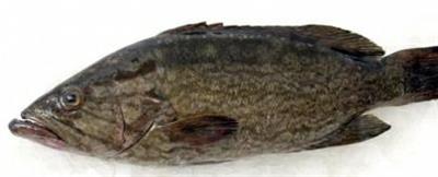 CERNIA BADECHE 2/3 (Epinephelus aeneus) Fao 37 SENAGAL