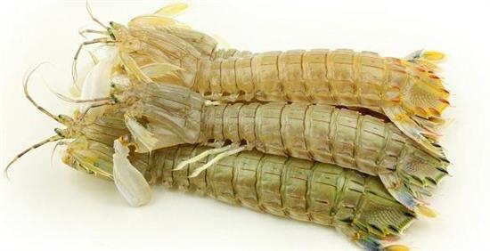 PANNOCCHIA O CANOCCHIA