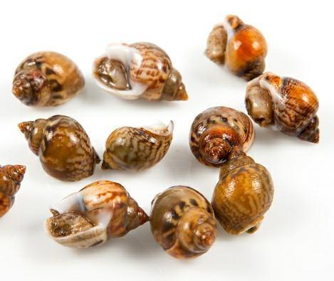 COCCIOLE /VONGOLE RICCE A FAO 37