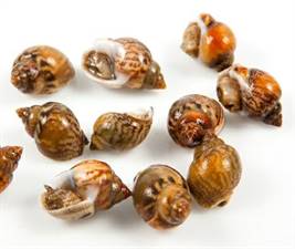 COCCIOLE /VONGOLE RICCE A FAO 37