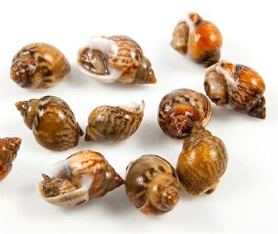 COCCIOLE /VONGOLE RICCE A FAO 37