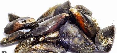 COZZE PULITE (ALLEVATE ITALIA) (Mytilus galloprovincialis)