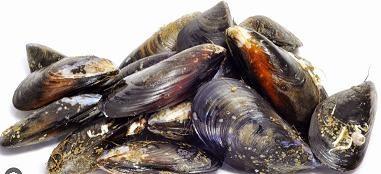 COZZE PULITE (ALLEVATE ITALIA) (Mytilus galloprovincialis)