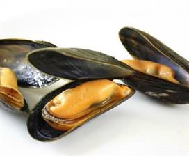 COZZE ITALIA CEPPA (Mytilus galloprovincialis)