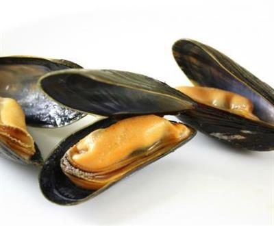 COZZE ITALIA CEPPA (Mytilus galloprovincialis)