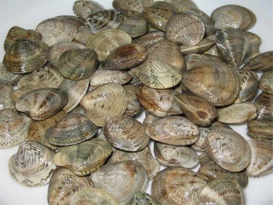 LUPINI GRANDI PESCATI ITALIA TRAMITE DRAGHE (venus gallina)