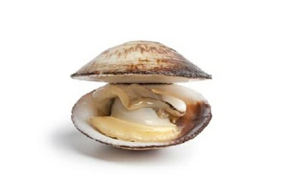 MANDORLE DI MARE