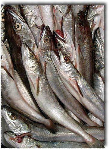MERLUZZETTI (Gadus morhua) PESCATO Fao 37