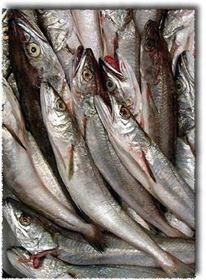 MERLUZZETTI (Gadus morhua) PESCATO Fao 37