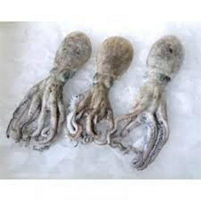 MOSCARDINO FRESCO (Eledone spp.) FAO 27.8 BISCAGLIA