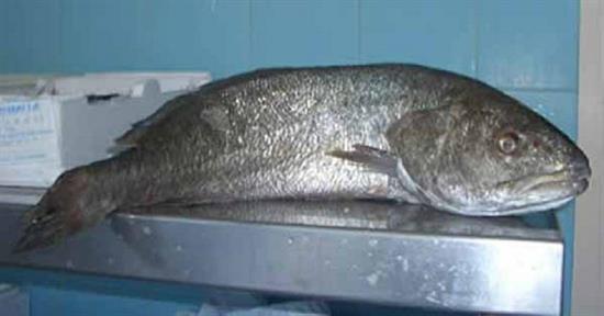 OMBRINA 3/5 (Umbrina cirrosa) CORBAROSSA All.Italia Fao37