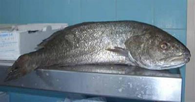 OMBRINA 3/5 (Umbrina cirrosa) CORBAROSSA All.Italia Fao37