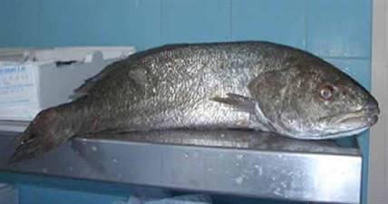 OMBRINA BOCCADORO 3/5 IMPORT (Argyrosomus regius)