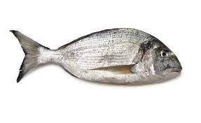 ORATA 5G (SPARUS AURATA) All.Grecia