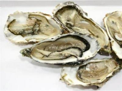 OSTRICHE OLANDA N.2 (Ostrea edulis) FAO27