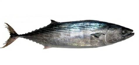 PALAMITE(Coryphaena hippurus) FAO37 MEDITERRANEO