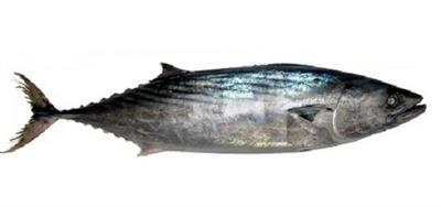 PALAMITE(Coryphaena hippurus) FAO37 MEDITERRANEO
