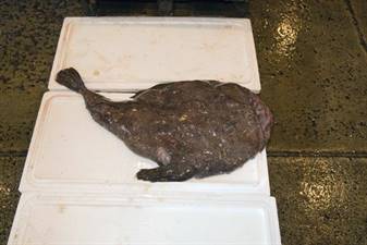 RANA PESCATRICE 1/2KG SPAGNA FAO37 (LOPHIUS PISCATORUS)