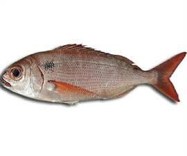 PEZZOGNA 500/800 (Pagellus bogaraveo) Pescato Portogallo