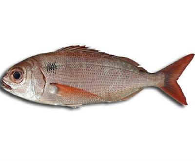 PEZZOGNA 500/800 (Pagellus bogaraveo) Pescato Portogallo