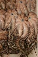 POLPO VERACE (Octopus vulgaris) Fao37 reti traino