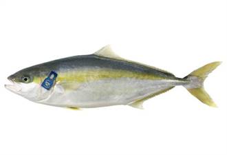 RICCIOLA 2/4 (Seriola dumerili) Grecia fao 37
