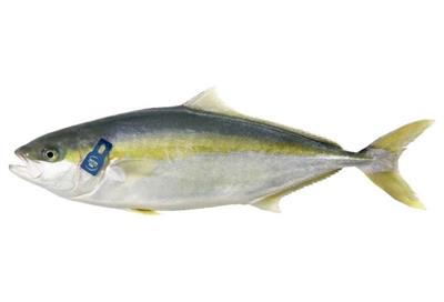 RICCIOLA 2/4 (Seriola dumerili) Grecia fao 37