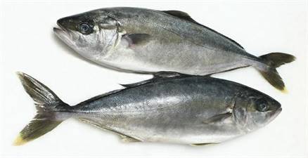 RICCIOLA OCEANICA 6/8 (seriola lalandi) Fao77 CHILE