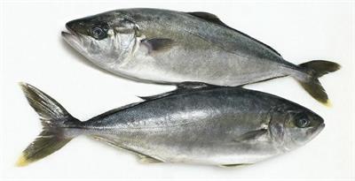 RICCIOLA OCEANICA 6/8 (seriola lalandi) Fao77 CHILE