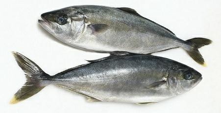 RICCIOLA 2/4 (Seriola lalandi) Sud africa
