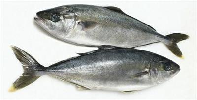 RICCIOLA 2/4 (Seriola lalandi) Sud africa