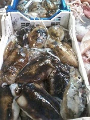 SEPPIE FRESCHE  FAO27-ATLAN.NORD-EST
