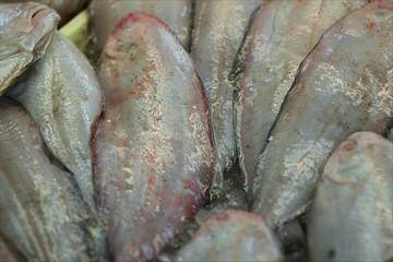SOGLIOLA FRESCA (Solea Vulgaris) FAO37
