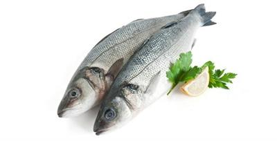 SPIGOLA 7G (dicentrarchus labrax) All. Grecia