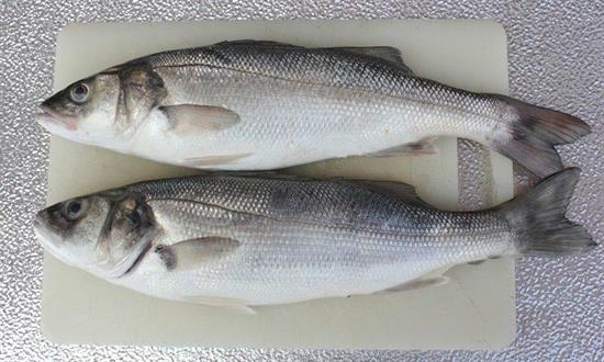 SPIGOLA B 200/300 (dicentrarchus labrax) All.Grecia