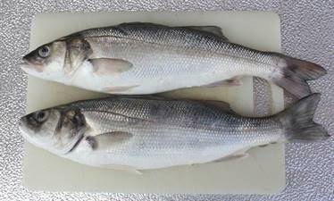 SPIGOLA B 200/300 (dicentrarchus labrax) All.Grecia